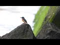 頭上のカワセミ 4k kingfisher overhead 4k