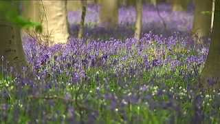 Belgique : La forêt bleue