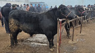 Marg'ilon Kombinat mol bozori Semiz Boqma va Yosh Buqalar narxlari bilan tanishing 19.01.2025