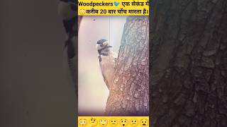 Woodpeckers🐦 एक सेकंड में 😳करीब 20 बार चोंच मारता है। #fact #shorts #amazinganimals #viral #animal