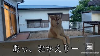 独特なお出迎えをしてくれるシベリアンハスキー