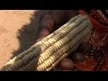 Drought-hit Zimbabwe farmers look to science to save crops