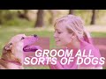 Dog Grooming School | Animal Behavior College