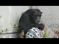 雨に日に愛しのジュンと会えるかな　浜松市動物園　チンパンジー　202101