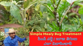 Simple Mealybug treatment | పిండి నల్లి బూజు తెగులు  ఎలా నివారించాలి