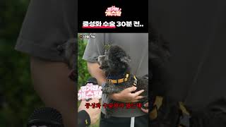 중성화 수술 30분 전.. 아무것도 모르고 신난 댕댕이..ㅣ#길거리개스팅