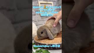 ホーランドベビーちゃん🐰【枚方店】 #shorts