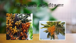 பாக்கு மரம் Areca catechu