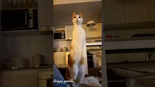 Funny cats episode 61#funnyanimals #catshorts #shorts