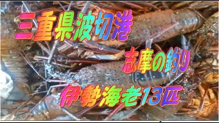 三重県波切港　志摩の釣り　伊勢海老13匹