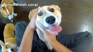 20130928 Part 2 cute corgi puppies, pat / コーギー子犬をモフモフしてみた