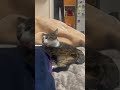 【生後5ヶ月】去勢前の記念動画 ブン太　 猫のいる暮らし 猫 猫動画 鍵しっぽ cat cats