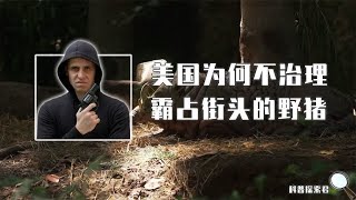 美国野猪泛滥成灾，每年要损失14亿美元，为何不找个猎手治理呢？