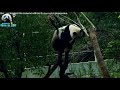 20180211 圓仔爬茄苳樹掛熊 the giant panda yuan zai