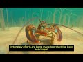 the ocean s hidden master discover the leafy sea dragon amazing animal facts