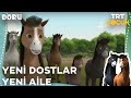 Doru | Yeni Bir Dost