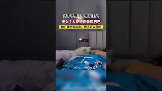 狗子学男主人亲女主人，被女主人拒绝后委屈巴巴。狗：就他可以亲，我不可以是吧？#Shorts#youtubeshorts