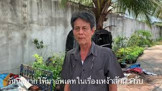 เหง้าสักทอง โตไวมาก | UptoDad DIY