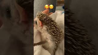 Cute Hedgehog Melts My Heart 😍🥰 Hedgehog. Ежик. ハリネズミ. 고슴도치. 刺猬