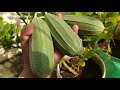 hanging vegetables harvest rooftop garden harvest மாடி தோட்டத்தில் ‌காய்கறிகள் அறுவடை