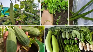 Hanging Vegetables Harvest || Rooftop Garden Harvest || மாடி தோட்டத்தில் ‌காய்கறிகள் அறுவடை