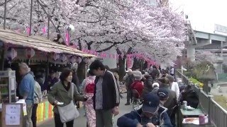 東京、隅田川の桜 2016/4/1 Cherry Blossom Festival 2016 Sumida River, Tokyo, Japan