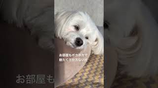 今日も眠いね #dog #可愛い #マルプー #犬のいる生活 #マルプー愛好家 #マルプー部 #puppy #マルプー連合 #愛犬 #shorts #眠い