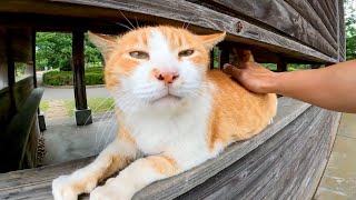 野鳥観察小屋の窓にいた野良猫を撫でるとゴロゴロ喉鳴らしてカワイイ