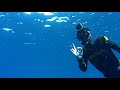 spearfishing in a huge shipwreck 🛥️ 💥~ Ψαροντούφεκο σε μεγάλο ναυάγιο ~ spearfishing stories 22 🌊