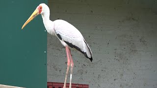 Yellow-billed Stork