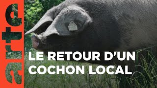 Le Kintoa, roi des cochons basques | 360° Reportage | ARTE Family