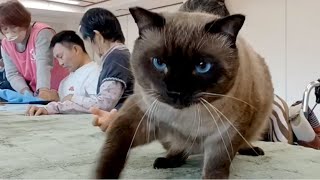 宮崎市の動物保護団体「セラピーキャット」育成