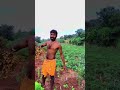 வாங்க கடலை பறிக்க naturelovers naturecomedy election farming naturelaughs