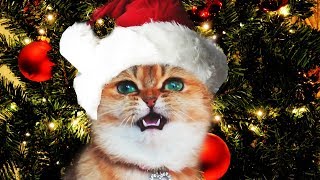 Funny Christmas Cats Sing Deck the Halls | Fa La La - Jingle Cats - Merry Christmas
