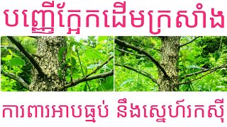 បញ្ញើក្អែកដើមក្រសាំងតូចមួយតែខ្លាំងពូកែ