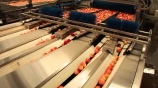 Processing and sorting line for Apples - UNITEC