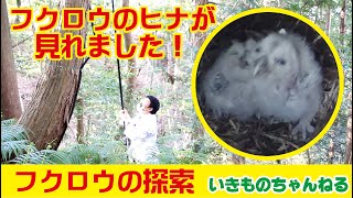 山奥にフクロウの巣箱を見に行ったら赤ちゃんが見れました！【2020年いきものの魅力探索40選　その４】