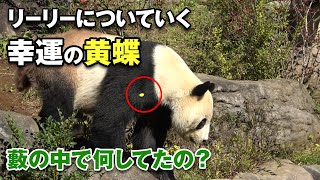 【パンダの日】リーリーについて行く黄色い蝶々♪ 藪の中で何してたの？（上野動物園 2021/10/28）