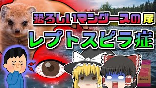 【2007年沖縄】川に潜む危険な細菌 きっかけは『小さな傷』「レプトスピラ感染症」【ゆっくり解説】