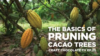 Pruning Cacao: The Basics - Episode 23 - Craft Chocolate TV