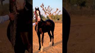 #_horse #_how #_horse_power #_trending #_shorts #_viral #_  #_ranveer