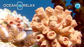 Underwater World of the Maldives - Relaxation Video with Calming Music  - Part #2