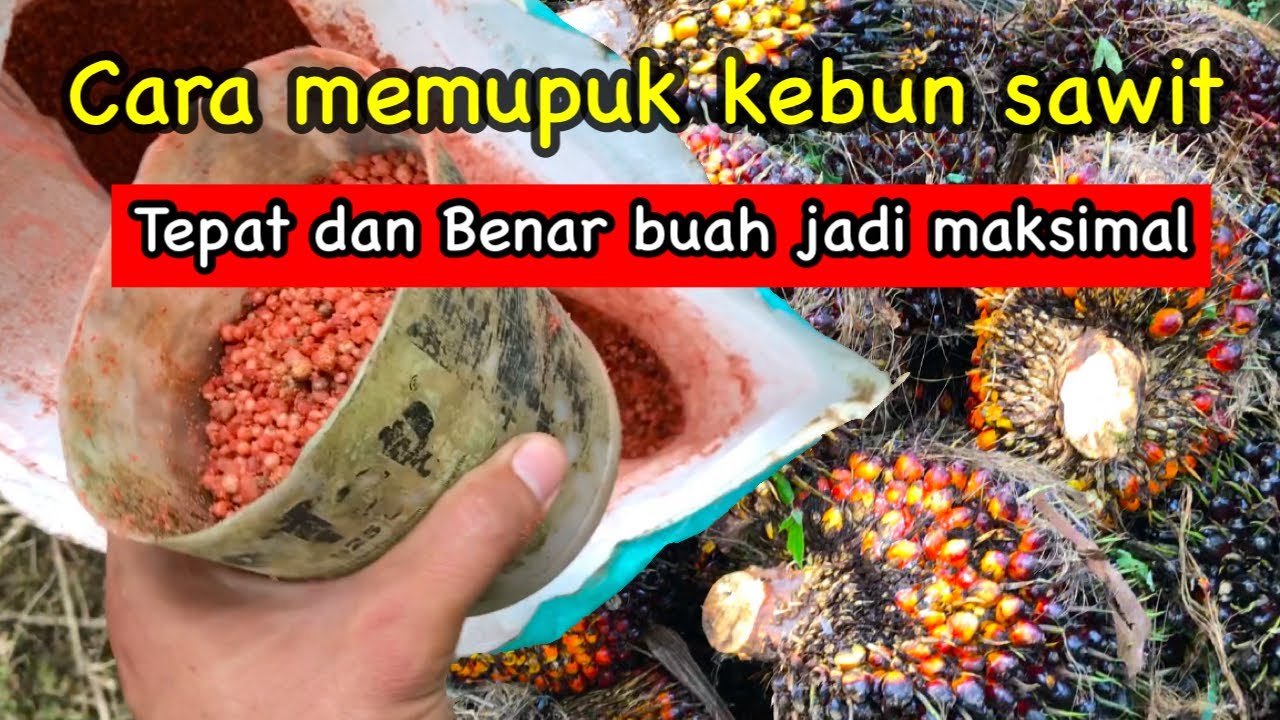 Anda Rugi Besar Jika Salah, Begini Cara Memupuk Di Kebun Sawit Yang ...