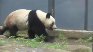 シャンシャン2歳のお誕生日おめでとう♪ 2019/6/12 上野動物園 ジャイアントパンダ