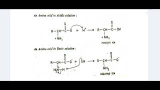 SJCTNC-Dr.D.BHAKIARAJ-ACH101B-ALLIED CHEMISTRY-I - UNIT-1 ZWITTER ION AND ISOELECTRIC POINT