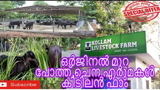 Top Murrah Farm In Kerala|ക്വാളിറ്റി ചെന എരുമ,പോത്ത് ലാഭത്തിൽ വാങ്ങാം