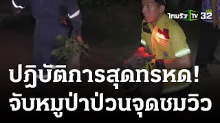 หมูป่าป่วนจุดชมวิว ไล่ตะครุบวุ่น 11 ชม. | 25 ก.ย. 66 | ห้องข่าวหัวเขียว