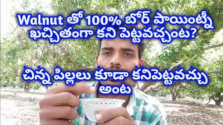 Walnut తో బోర్ పాయింట్ ని నిజంగా కని పెట్టవచ్చా ? How to find water using walnut