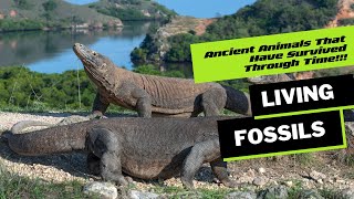 Living Fossils‼️ Exploring the Fascinating World of Lizard Kings!