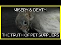 This Bird’s Misery and Death Show Everything You Need to Know About Pet Stores